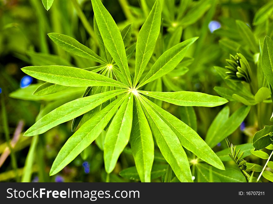 Lush green leaves of lupine. Lush green leaves of lupine