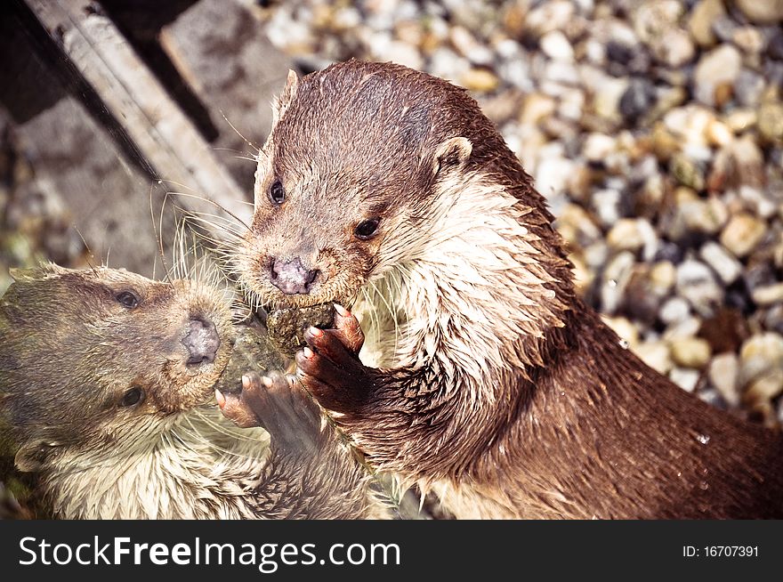 Playful sweet otter in zoo. Playful sweet otter in zoo