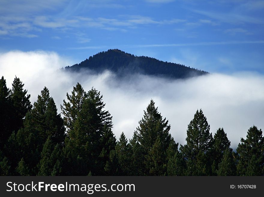 A mountain in the background is separated by the trees in the foreground by a thick layer of clouds. A mountain in the background is separated by the trees in the foreground by a thick layer of clouds.