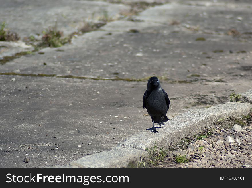 Crow on a walk on a sunny day