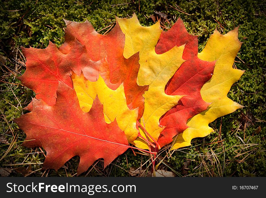 Autumn colorful leaves - fall background. Autumn colorful leaves - fall background