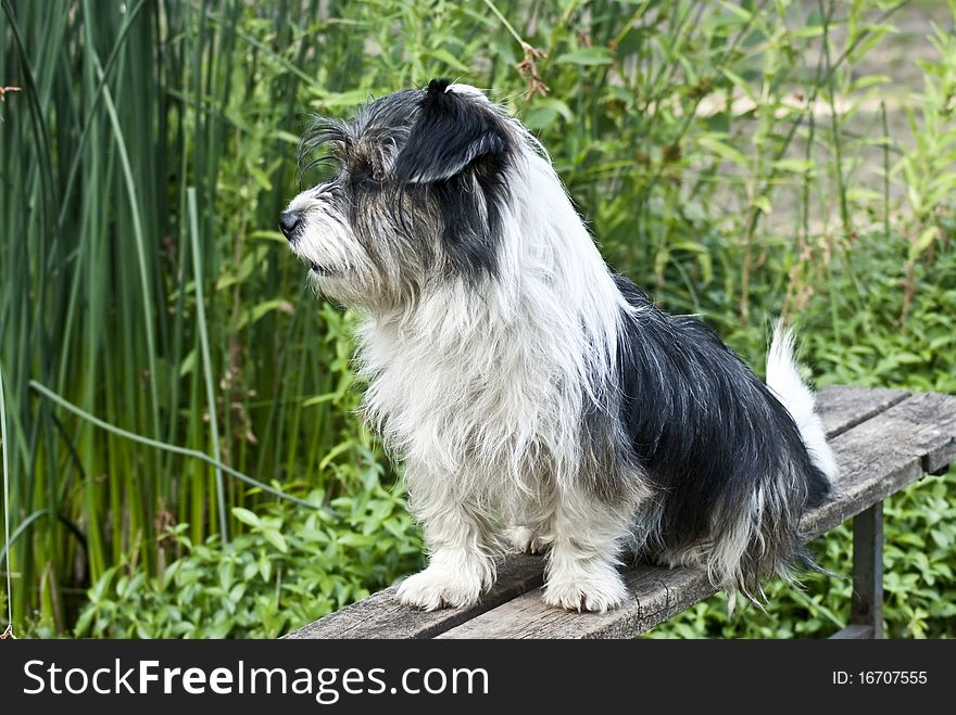 Vigilant guard dog- black and white