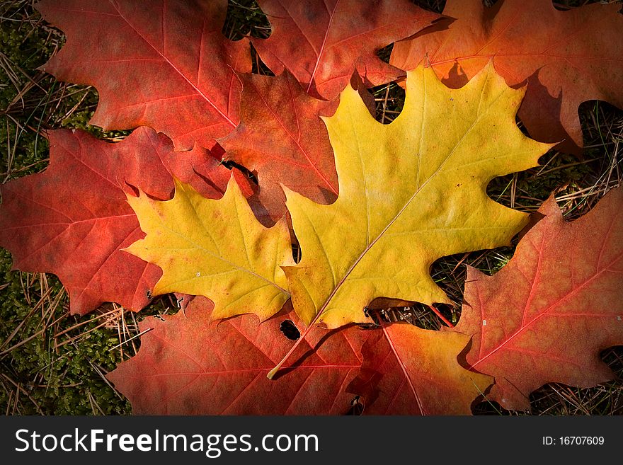 Autumnal colored leaves - fall background