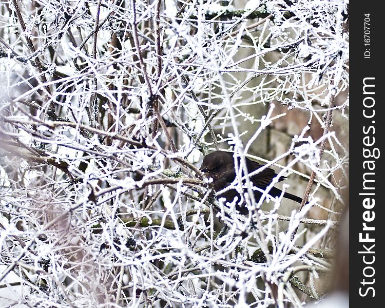 Bird on a frost covered tree