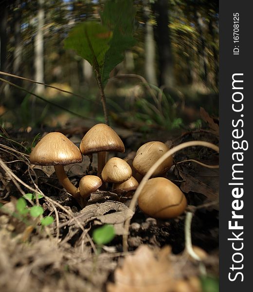 Brown Mushroom family gathered for a photo. Brown Mushroom family gathered for a photo...