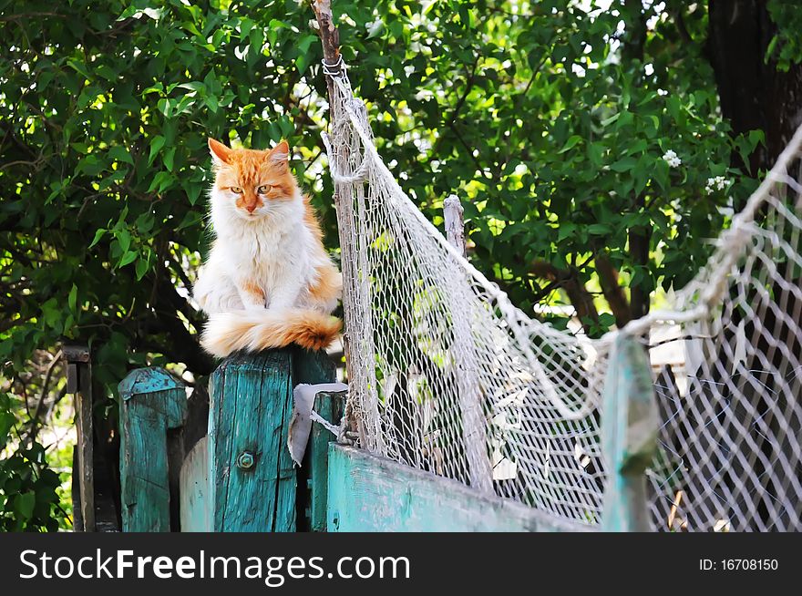 Cat sits on the fence near a fishing net. Cat sits on the fence near a fishing net