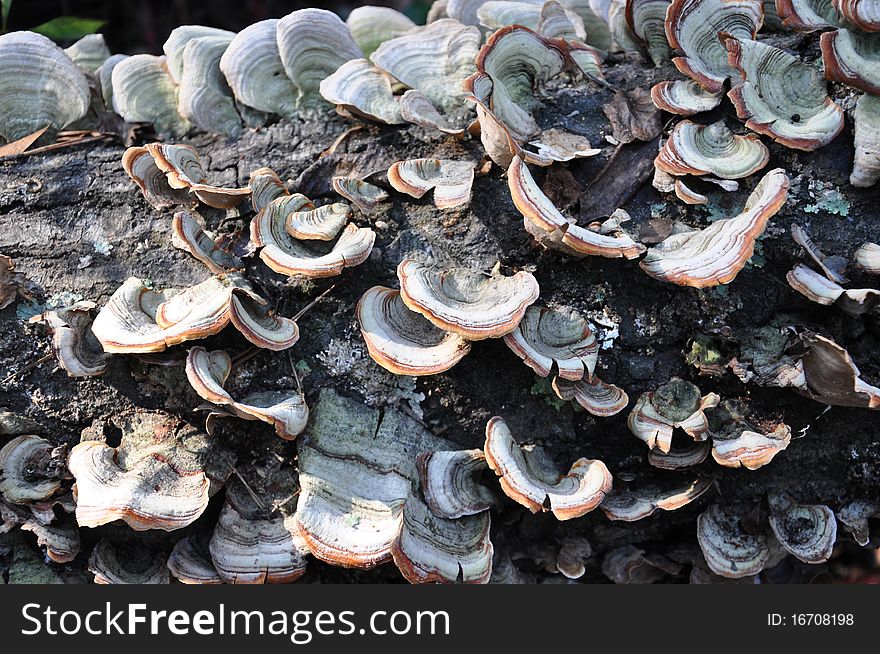 A group of fungus growing on a dead tree trunk. A group of fungus growing on a dead tree trunk