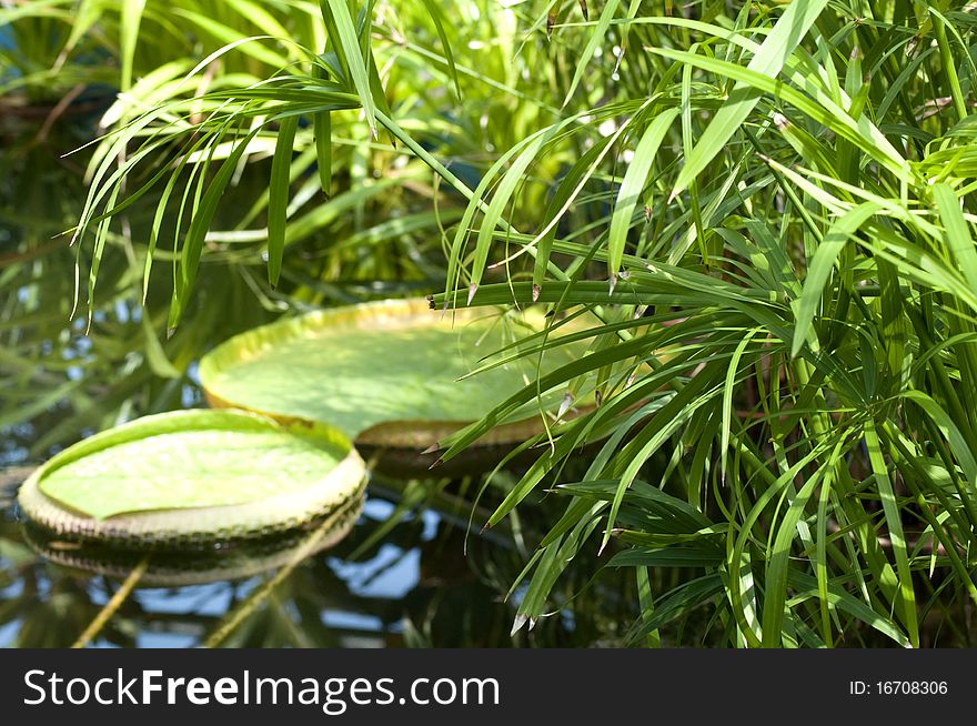 Victoria amazonica is a species of flowering plant, the largest of the Nymphaeaceae family of water lilies.