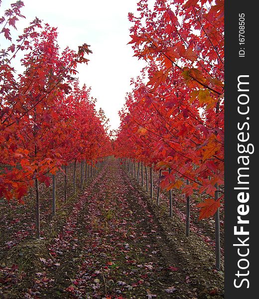 Rows of red leaf maple trees. Rows of red leaf maple trees.
