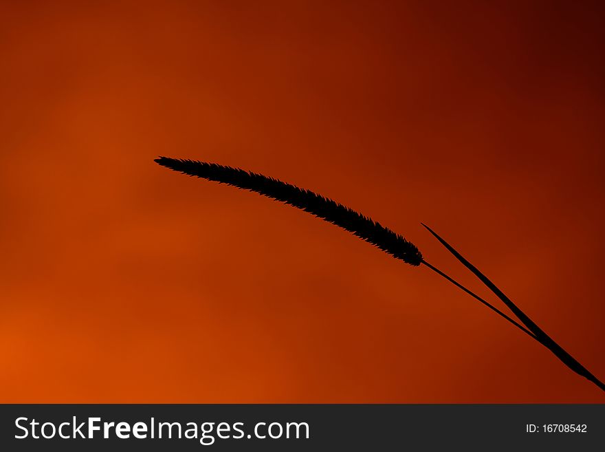 Silhouette of a plant at sunset with tobacco gradient filter