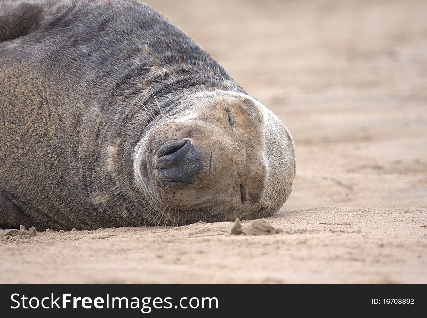 Grey seal sleeping on the beach. Grey seal sleeping on the beach