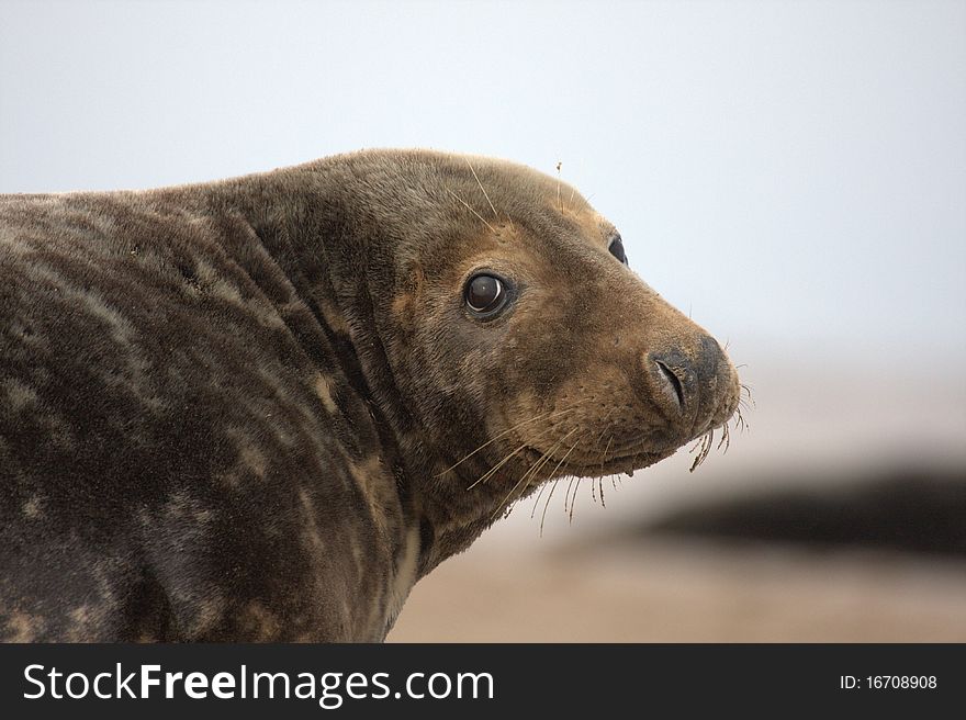 Grey seal on the beach. Grey seal on the beach