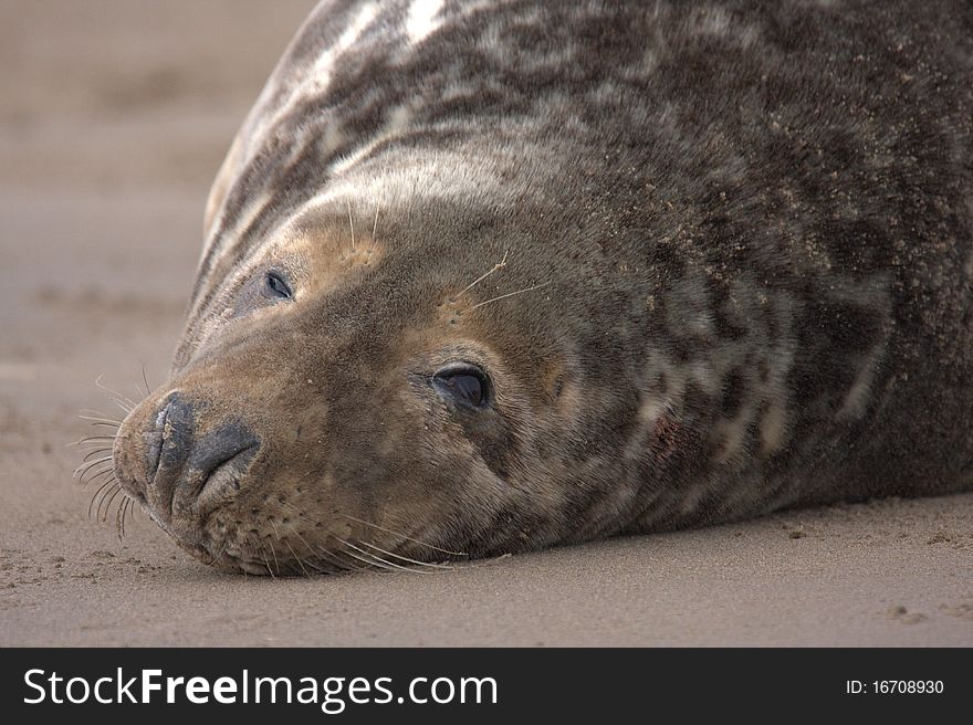 Grey seal on the beach. Grey seal on the beach