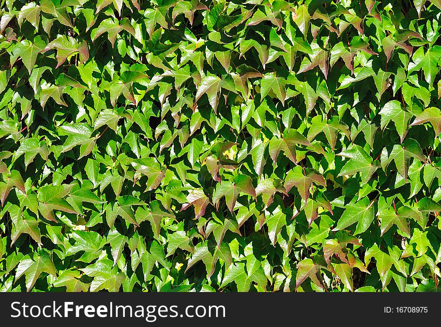 Wall Perfectly Covered By Colorful Boston Ivy