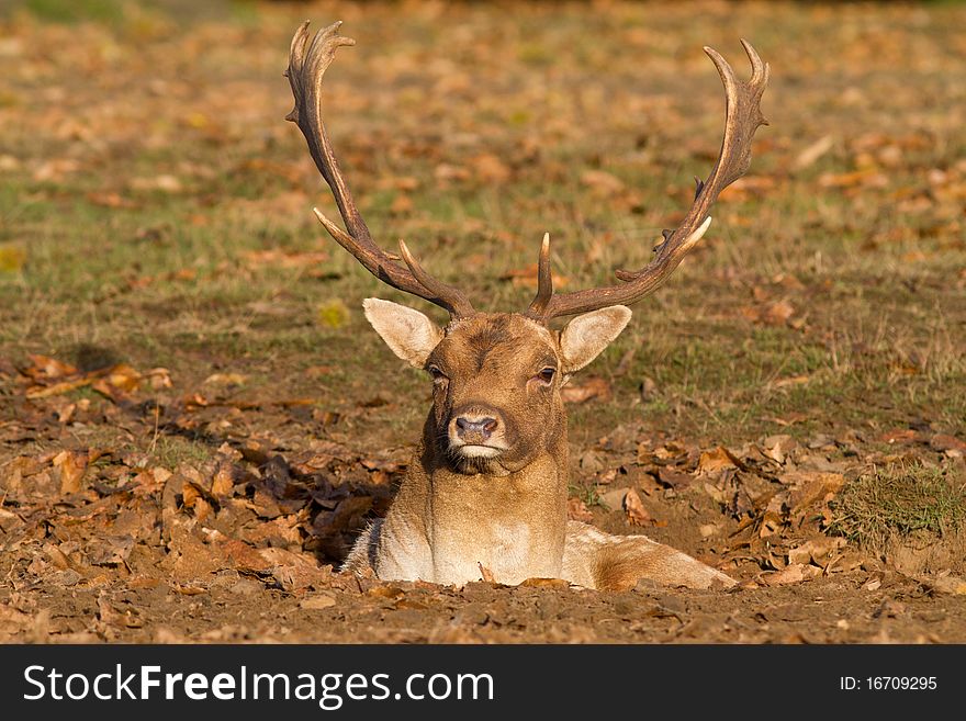 Male fallow deer in a hole lying down