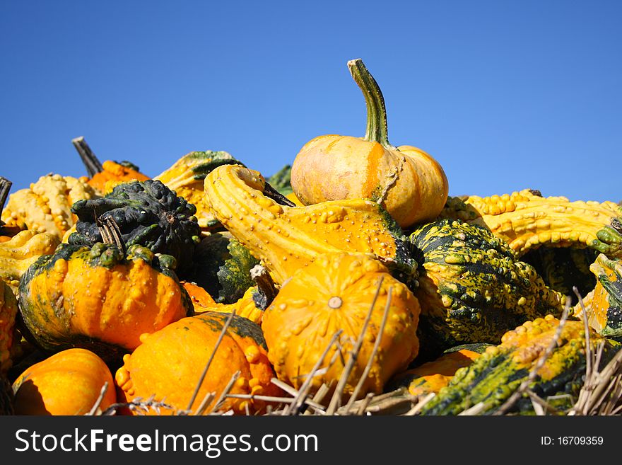 Pretty different types of pumpkins for sale. Pretty different types of pumpkins for sale