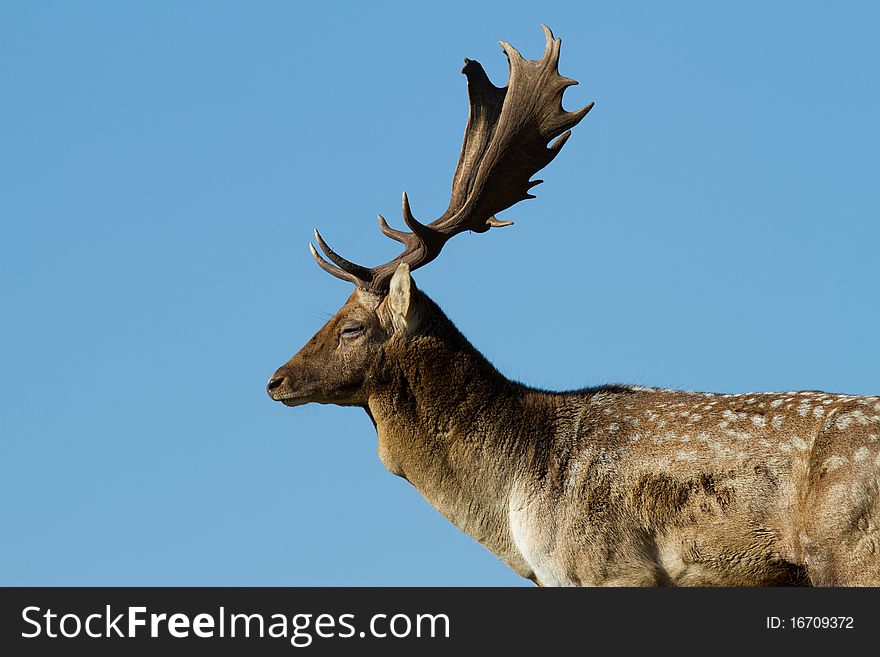 Silhouette of male fallow deer