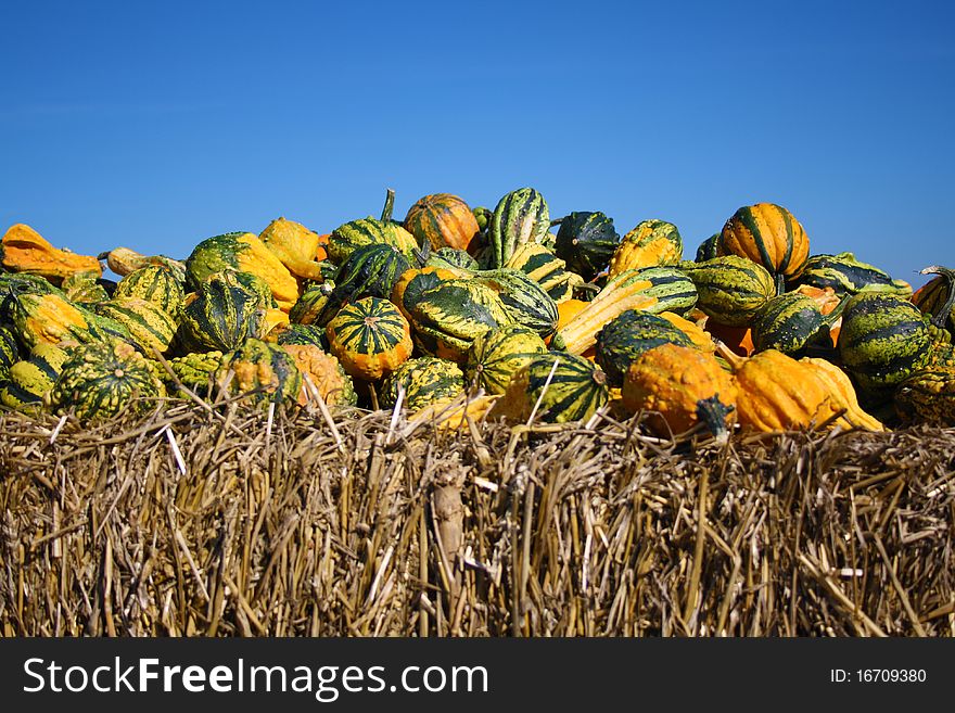 Pretty different types of pumpkins for sale. Pretty different types of pumpkins for sale