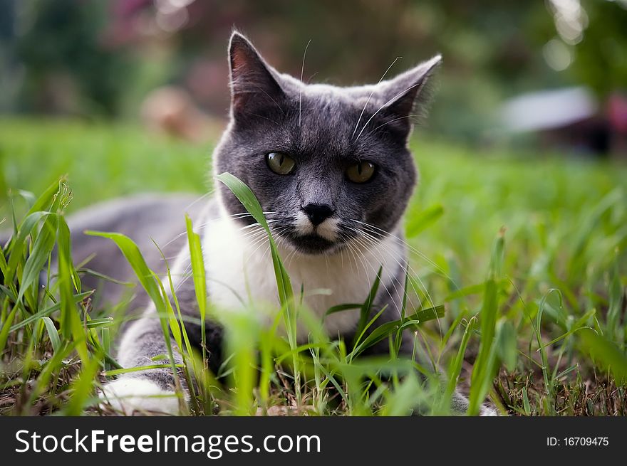 Gray and white cat lays atop grass