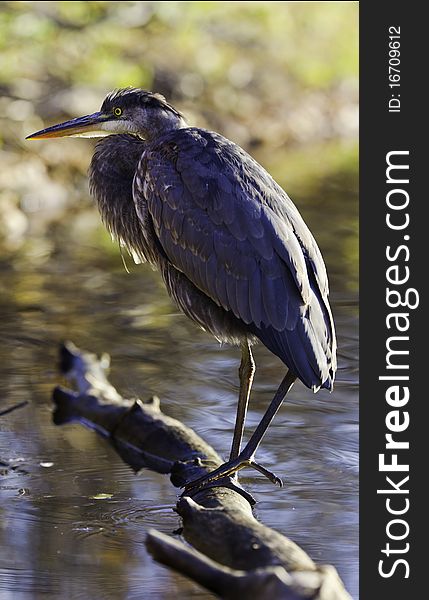 Whole Great Blue Heron