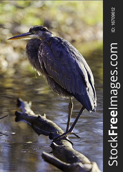 Whole great blue heron