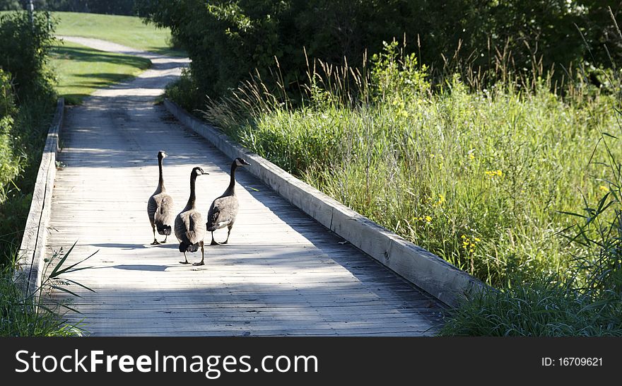 Geese On The Bridge