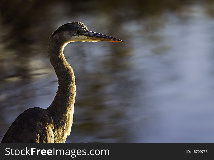 Great blue heron with water background