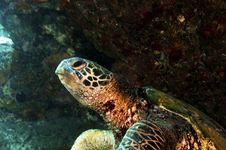 Green Sea Turtle Stock Image Green Sea Turtle Stock Image