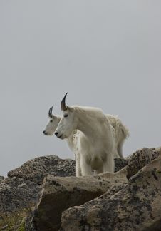 Mountain Goats Profile Royalty Free Stock Image Mountain Goats Profile Royalty Free Stock Image