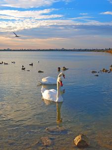 Two Swans And Sea-gulls In The Sunset Royalty Free Stock Photos