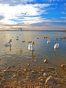 Swans And Sea-gulls In The Sunset Royalty Free Stock Photography