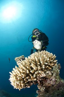 Male Scuba Diver Observing A Pufferfish. Stock Photo Male Scuba Diver Observing A Pufferfish. Stock Photo