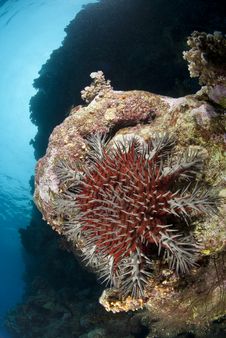 A Crown-of-thorns Starfish, Damaging To Coral Reef Royalty Free Stock Photography A Crown-of-thorns Starfish, Damaging To Coral Reef Royalty Free Stock Photography