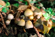 Mushrooms Royalty Free Stock Photos Mushrooms Royalty Free Stock Photos