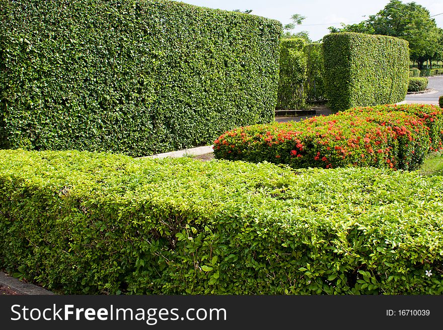 Shrubs in the park are arranged in a row the same balcony. Shrubs in the park are arranged in a row the same balcony