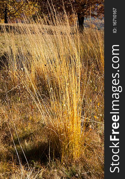 Dry grass in autumn and trees in the background. Dry grass in autumn and trees in the background