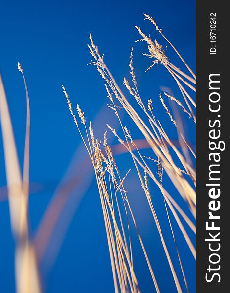 Long grass isolated on blue sky