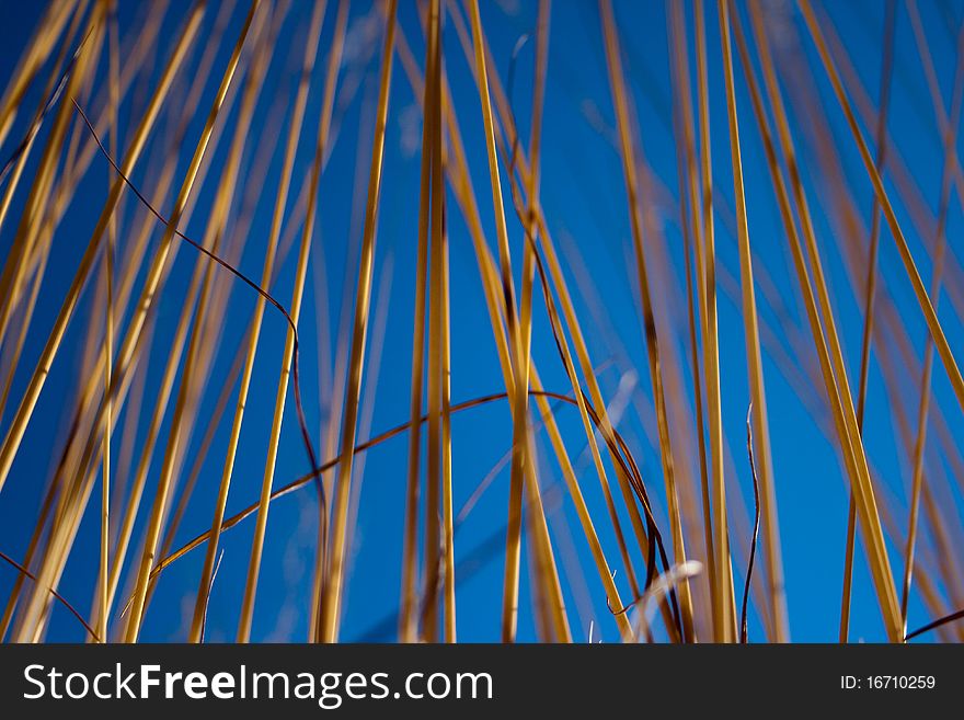 Long grass isolated on blue sky