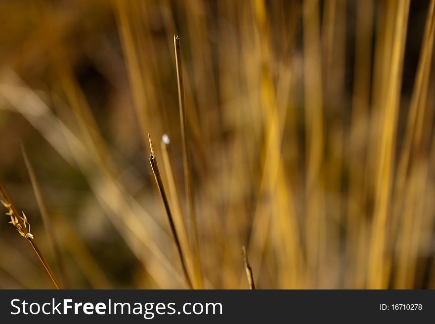 Long grass isolated on blue sky