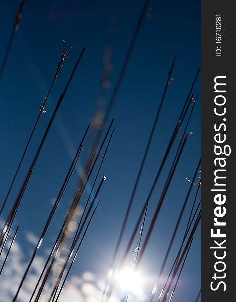 Long grass isolated on blue sky