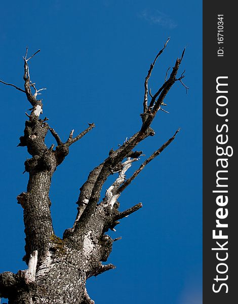 Dry tree isolated on blue sky. Dry tree isolated on blue sky