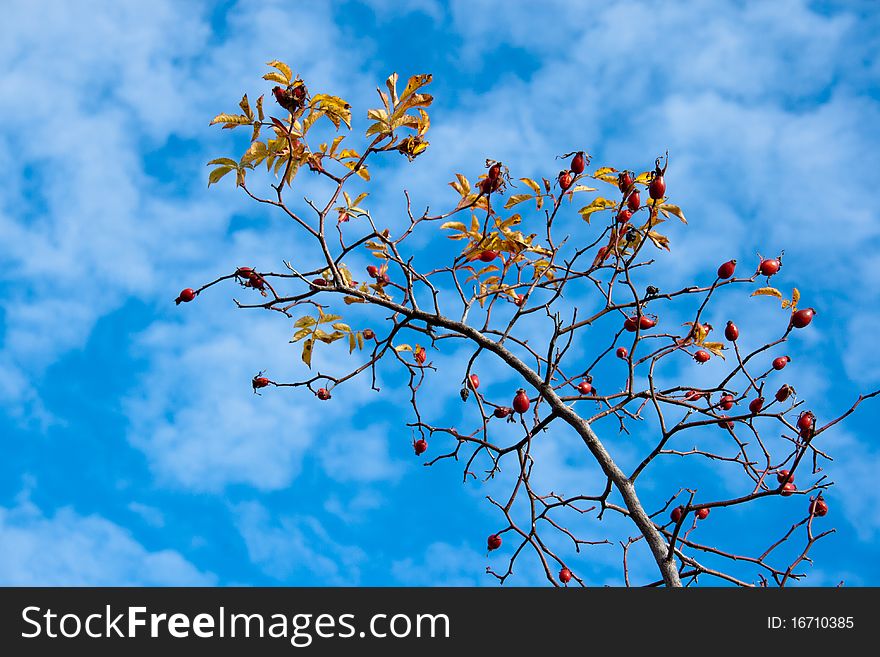 Rose hip on blue sky with clouds
