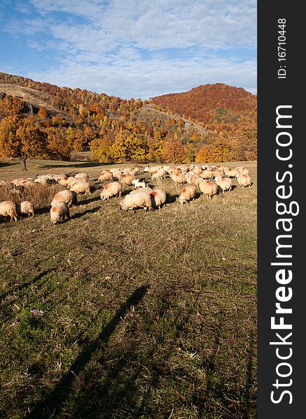 Sheeps on autumn landscape eating grass