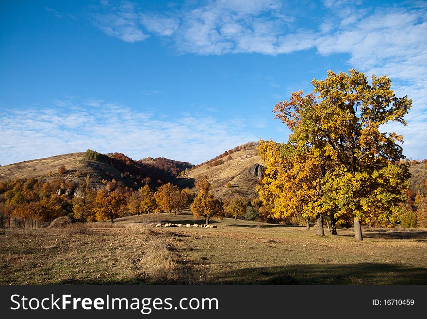 Sheeps on autumn landscape eating grass