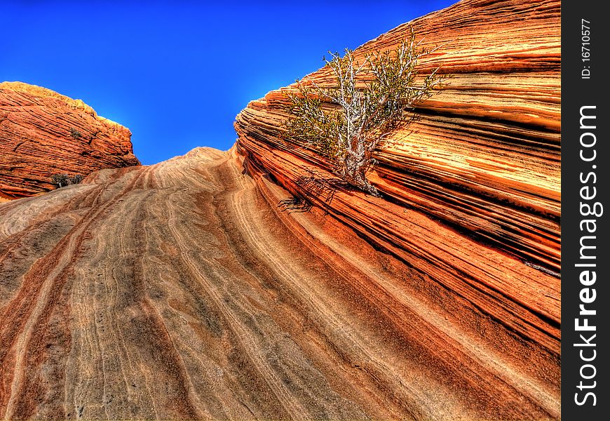 A plant struggling to live between layers of The Wave near Coyote Bluffs in Northern Arizona. Petrified sand dunes eroded by wind. HDR