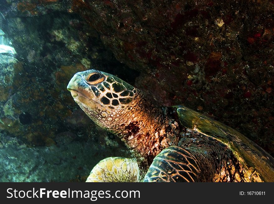 A close up  of a green sea turtle near 5 Graves in Hawaii