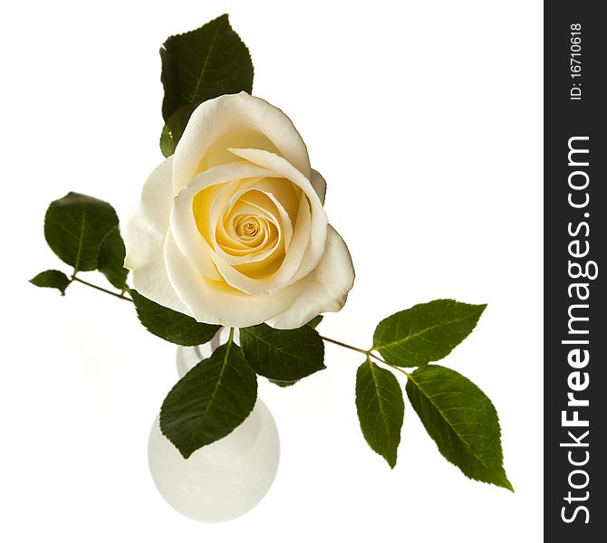 Beautiful white roses in a round white vase, photographed from above, on a white background. Beautiful white roses in a round white vase, photographed from above, on a white background