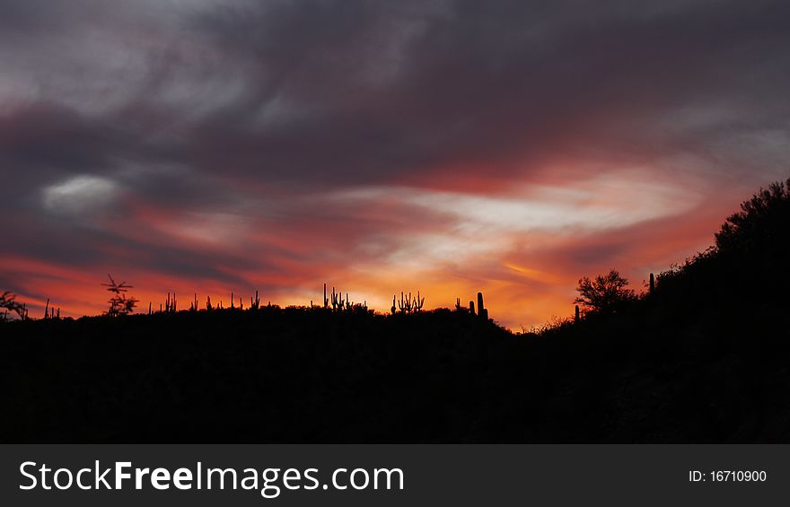 Saguaro cactus in the desert illuminated by the sunset near Tucson, AZ. Saguaro cactus in the desert illuminated by the sunset near Tucson, AZ