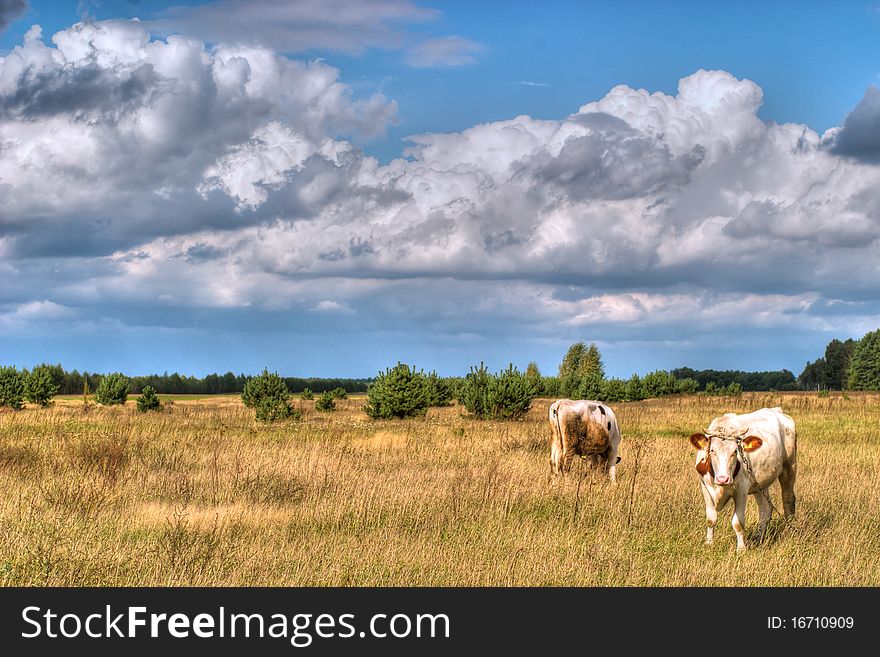 The young farm cow stands on field, (animals series)