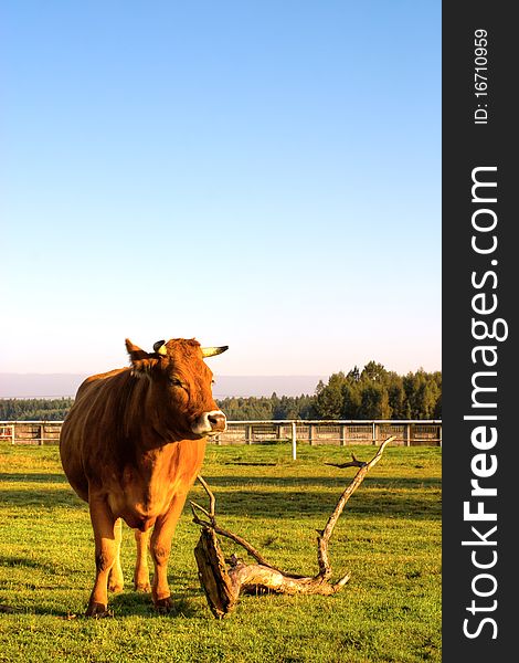 The young farm cow stands on field, (animals series)